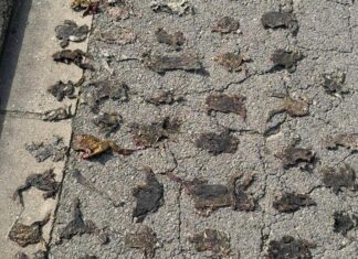 El Grup de Natura Sterna reclama passos de fauna per evitar atropellaments d’amfibis a Platja d’Aro privat:-moren-atropellats-una-cinquentena-de-gripaus-a-platja-d’aro