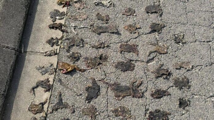 privat:-moren-atropellats-una-cinquentena-de-gripaus-a-platja-d’aro