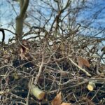 privat:-poda-de-prop-de-2.000-arbres-en-espais-publics