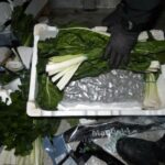 privat:-detenen-dos-homes-amb-130-quilos-de-marihuana-amagats-en-un-palet-de-bledes-a-dins-d’un-camio-a-llers