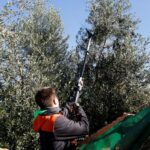 Un estudi de la URV indica que l’oli d’oliva verge protegeix la salut cognitiva a través de la microbiota intestinal privat:-un-estudi-de-la-urv-indica-que-l’oli-d’oliva-verge-protegeix-la-salut-cognitiva-a-traves-de-la-microbiota-intestinal