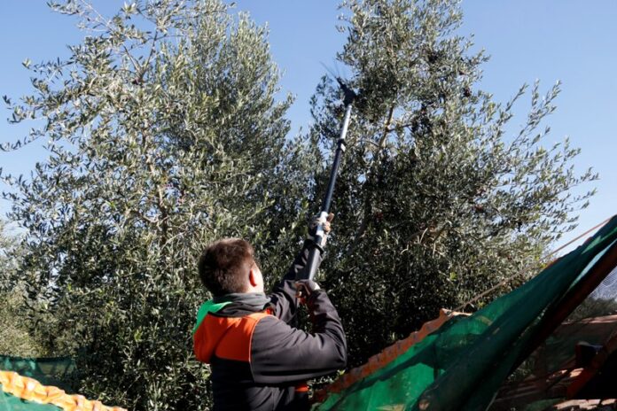 privat:-un-estudi-de-la-urv-indica-que-l’oli-d’oliva-verge-protegeix-la-salut-cognitiva-a-traves-de-la-microbiota-intestinal