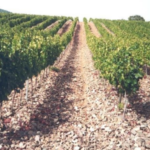 Agricultura abona prop de 800.000 euros a 156 viticultors per reestructurar la vinya privat:-el-departament-d’agricultura-abona-804.945-euros-dels-ajuts-a-la-reestructuracio-i/o-reconversio-de-la-vinya-corresponents-a-2023-i-2024