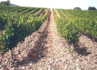 Agricultura abona prop de 800.000 euros a 156 viticultors per reestructurar la vinya privat:-el-departament-d’agricultura-abona-804.945-euros-dels-ajuts-a-la-reestructuracio-i/o-reconversio-de-la-vinya-corresponents-a-2023-i-2024