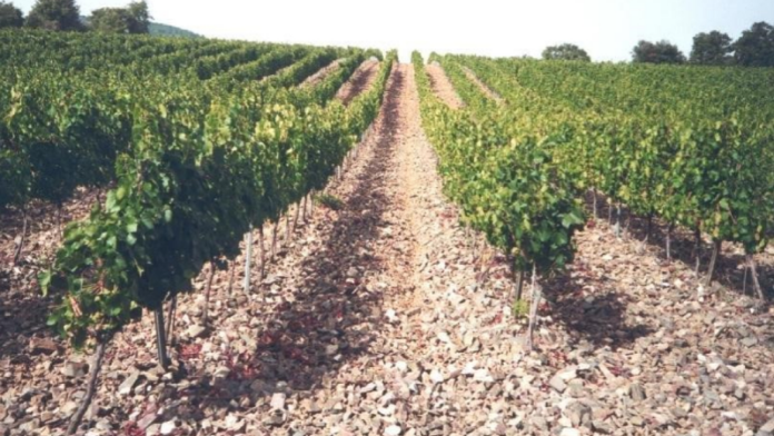 privat:-el-departament-d’agricultura-abona-804.945-euros-dels-ajuts-a-la-reestructuracio-i/o-reconversio-de-la-vinya-corresponents-a-2023-i-2024