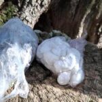 privat:-un-vei-de-mont-ras-alerta-d’un-“amagatall”-en-una-olivera-i-els-mossos-hi-troben-cocaina-i-haixix
