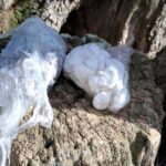 privat:-detenen-un-home-que-havia-amagat-divuit-embolcalls-de-cocaina-i-sis-peces-d’haixix-en-la-branca-d’una-olivera-a-mont-ras