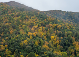 Jordi Vayreda: “Els boscos es recuperen molt ràpid quan torna l’aigua” privat:-un-estudi-del-csic-i-creaf-alerta-de-l’homogeneitzacio-dels-boscos-mediterranis-amb-pins,-eucaliptus-i-acacies