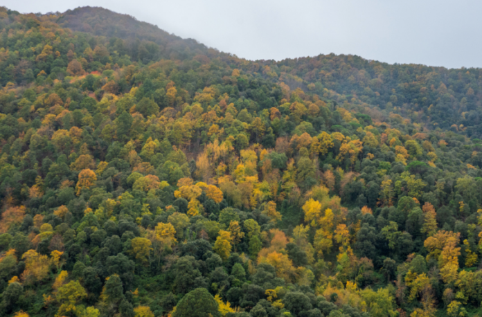 privat:-un-estudi-del-csic-i-creaf-alerta-de-l’homogeneitzacio-dels-boscos-mediterranis-amb-pins,-eucaliptus-i-acacies privat:-un-estudi-del-csic-i-creaf-alerta-de-l’homogeneitzacio-dels-boscos-mediterranis-amb-pins,-eucaliptus-i-acacies