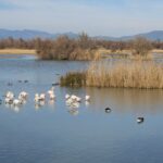 privat:-els-aiguamolls-de-l’emporda-trenca-amb-la-tendencia-a-la-baixa-dels-darrers-anys-i-recupera-poblacio-hivernal-d’ocells