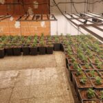privat:-detecten-dos-habitatges-a-figueres-amb-la-llum-punxada-i-troben-un-cultiu-amb-289-plantes-de-marihuana