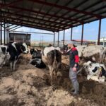 privat:-els-ramaders-gironins-es-preparen-per-tornar-a-moure-bestiar-amb-normalitat-amb-l’aixecament-de-restriccions-per-la-dnc
