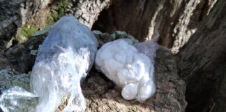 Detenen un home a Palafrugell per amagar droga en una olivera a Mont-ras haxix droga mont-ras palafrugell