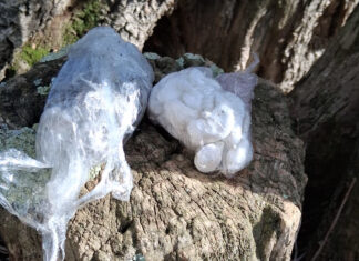 Detenen un home a Palafrugell per amagar droga en una olivera a Mont-ras haxix droga mont-ras palafrugell