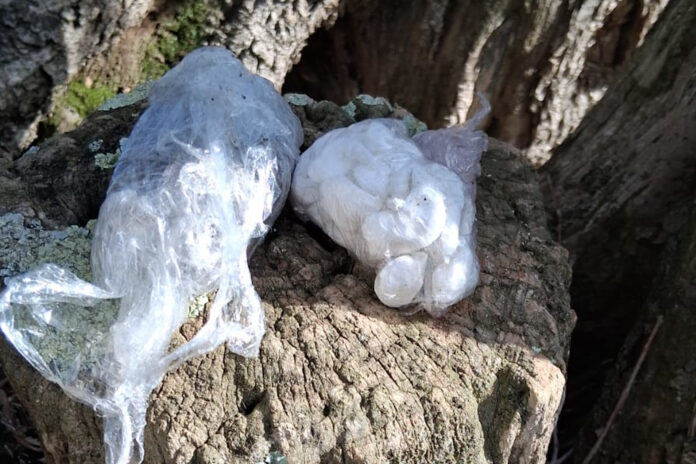 haxix droga mont-ras palafrugell