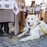 Els restaurants pet friendly, una tendència gastronòmica a l’alça al Maresme