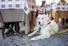 Els restaurants pet friendly, una tendència gastronòmica a l’alça al Maresme