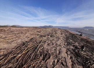 Torroella torna a demanar suport per netejar les platges de les restes acumulades del Ter Torroella neteja platges