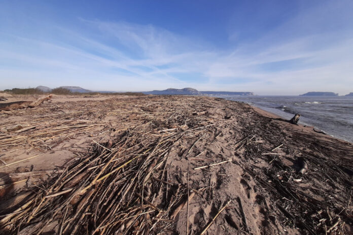 0eca1810-1bf9-48c1-937b-6c2e0439f7d2 Torroella neteja platges