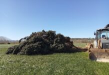 La Bisbal d’Empordà no pot replantar el seu xiprer emblemàtic després de les fortes ventades