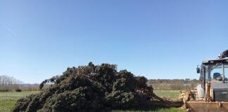 La Bisbal d’Empordà no pot replantar el seu xiprer emblemàtic després de les fortes ventades