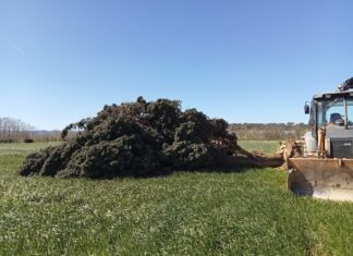 La Bisbal d’Empordà no pot replantar el seu xiprer emblemàtic després de les fortes ventades