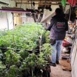 privat:-desmantellen-una-plantacio-de-marihuana-en-una-casa-de-la-bisbal-d’emporda