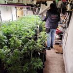 privat:-dos-detinguts-per-tenir-mes-de-180-plantes-i-un-quilo-i-mig-de-cabdells-de-marihuana-en-un-pis-a-la-bisbal-d’emporda