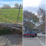 privat:-la-forta-tramuntana-causa-mes-de-quaranta-incidencies,-principalment-arbres-caiguts