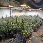 privat:-desmantellen-un-cultiu-amb-533-plantes-de-marihuana-en-una-granja-abandonada-de-navata