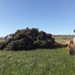 privat:-l’emblematic-xiprer-de-la-bisbal-d’emporda-no-ha-pogut-ser-replantat