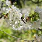 privat:-la-primavera-ja-es-aqui!