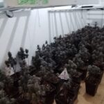 privat:-desmantellen-un-cultiu-amb-199-plantes-de-marihuana-en-una-casa-de-figueres