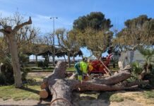 Els Bombers atenen una setantena d’avisos pel vent sobretot a les comarques gironines privat:-platja-d’aro-i-sant-feliu-de-guixols-retiren-arbres-i-elements-caiguts-pel-vent