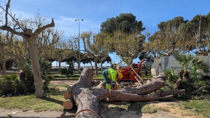 privat:-platja-d’aro-i-sant-feliu-de-guixols-retiren-arbres-i-elements-caiguts-pel-vent privat:-platja-d’aro-i-sant-feliu-de-guixols-retiren-arbres-i-elements-caiguts-pel-vent