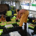 privat:-el-ministeri-d’agricultura-revisa-els-criteris-per-determinar-les-quantitats-de-gamba-que-pot-pescar-cada-vaixell