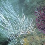 Un estudi alerta que l’exposició prolongada a microplàstics alteren el metabolisme de les gorgònies mediterrànies Estudi gorgònies i microplàstics