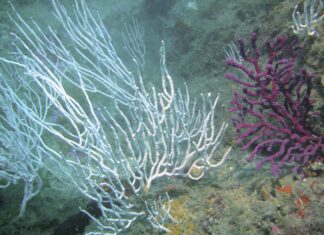 Un estudi alerta que l’exposició prolongada a microplàstics alteren el metabolisme de les gorgònies mediterrànies Estudi gorgònies i microplàstics