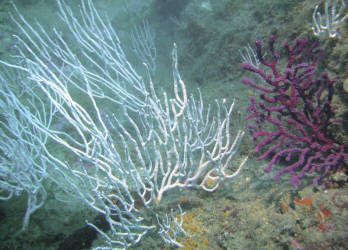 Estudi gorgònies i microplàstics