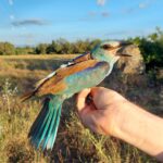 El gaig blau es consolida a l’Empordà amb quaranta-quatre parelles i més de cent cinquanta polls nascuts el dos mil vint-i-cinc