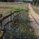 Tres comarques gironines acullen un projecte per afavorir la connectivitat dels pol·linitzadors a través de les vies verdes vies verdes i connectivitat