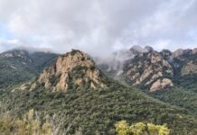 Un estudi alerta que els incendis forestals i les plagues a Europa es podrien duplicar abans de finals de segle Boscos. Zona de Solius, Carcaixells