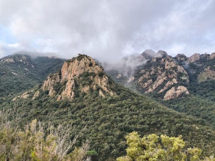 Boscos. Zona de Solius, Carcaixells
