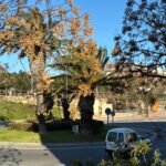 Protecció Civil demana extremar la precaució davant les fortes ventades d’aquest diumenge Ventades vent Baix Empordà