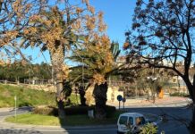 Protecció Civil demana extremar la precaució davant les fortes ventades d’aquest diumenge Ventades vent Baix Empordà