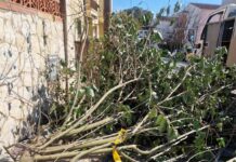 Els Bombers atenen 50 serveis pel vent durant aquest matí sobretot a les comarques gironines