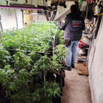 Dos detinguts per tenir més de 180 plantes i un quilo i mig de cabdells de marihuana en un pis a la Bisbal d’Empordà