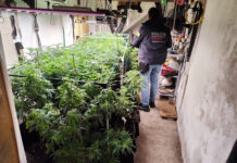 Dos detinguts per tenir més de 180 plantes i un quilo i mig de cabdells de marihuana en un pis a la Bisbal d’Empordà