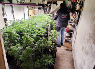 Dos detinguts per tenir més de 180 plantes i un quilo i mig de cabdells de marihuana en un pis a la Bisbal d’Empordà