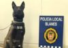 La unitat canina de la Policia Local de Blanes posa gairebé 200 denúncies en mig any